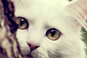 吃瓜娱乐酱抱枕猫,吃瓜娱乐酱带你领略萌宠魅力