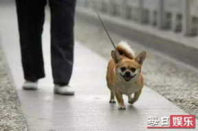 娱乐吃瓜养狗视频下载,一键下载，轻松享受欢乐时光