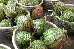 娱乐吃瓜头像高清图片