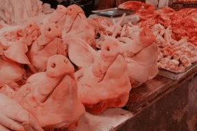 猪头娱乐圈吃瓜,揭秘明星们的“吃瓜”生活