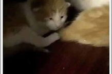 娱乐吃瓜酱小动物视频,娱乐吃瓜酱小动物视频趣味盘点