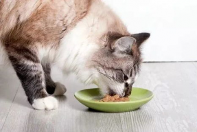 娱乐圈吃瓜猫咪是谁啊,揭秘网络红猫背后的故事