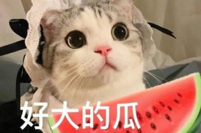 娱乐吃瓜酱布丁是只喵