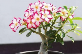 娱乐吃瓜酱沙漠玫瑰,娱乐吃瓜酱的璀璨绽放