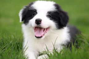 娱乐吃瓜酱边牧,从“421文件”看娱乐圈的隐秘角落