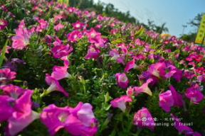 娱乐吃瓜酱云南的花,揭秘娱乐界的“瓜田”盛景