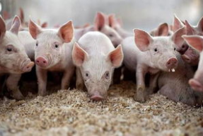 娱乐吃瓜猪衢州,吃瓜大赛嗨翻夏日，团队精神展风采